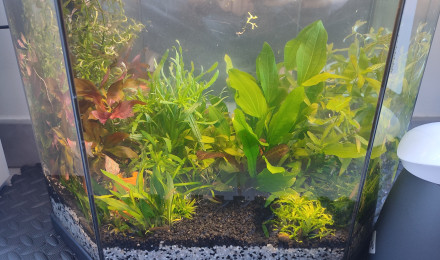 aquarium 30 litres Crevettes