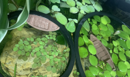 aquarium Driftwood River