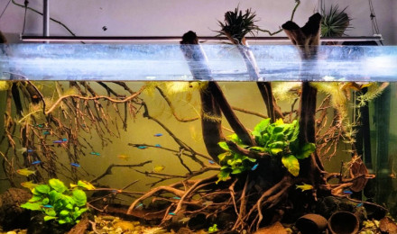 aquarium Biotope Amazonien