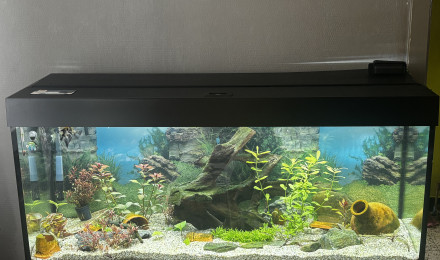 aquarium aquarium de scalaire