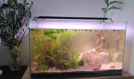 aquarium Aquarium low-tech 45L