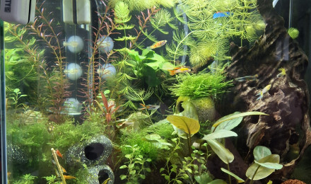 aquarium Petit monde