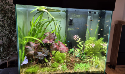 aquarium Bac 108L