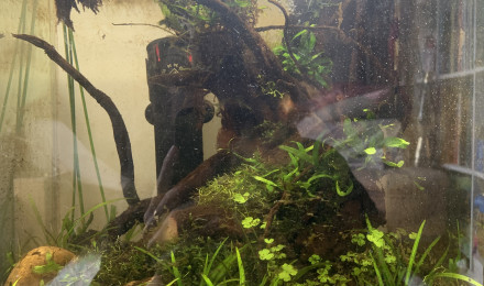 aquarium Bettas sauvages