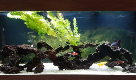 aquarium BAC450