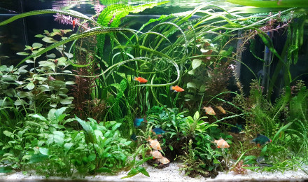 aquarium BAC120
