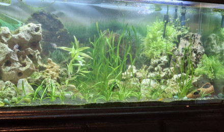 aquarium Aquarium tanga