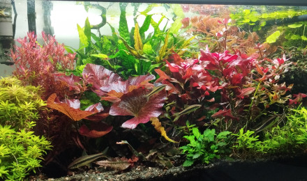 aquarium Bac 1 - Communautaire hollandais - 180