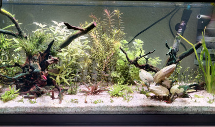 aquarium Aquarium 1