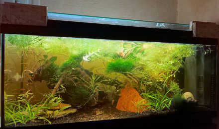 aquarium La petite jungle