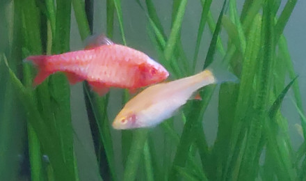 aquarium Barbus cerise