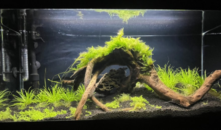 aquarium Communautaire