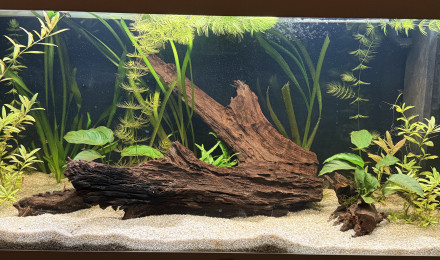 aquarium Juwel180