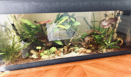 aquarium Aqua communautaire