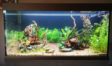 aquarium Mon premier