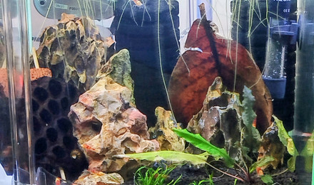 aquarium Aquarium 30L