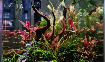 aquarium NANOCUBE DENNERLE 30L