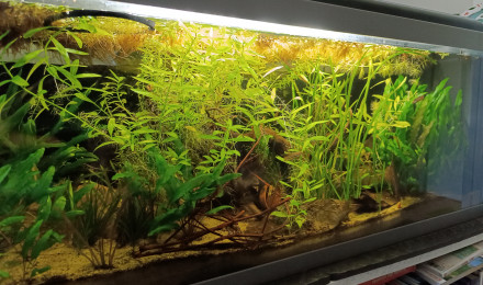 aquarium Bettas home