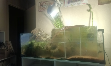 aquarium Rivière russe