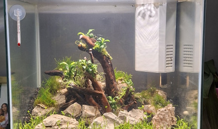 aquarium Crevette