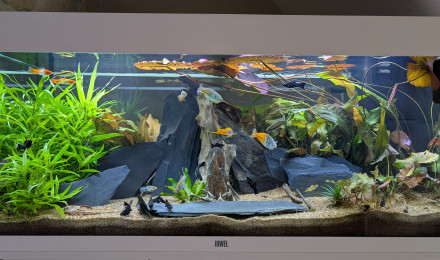 aquarium JUWEL RIO 180 LED