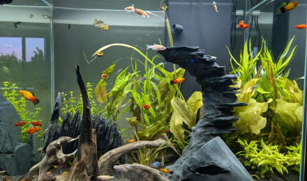 aquarium CIANO EMOTION PRO 60