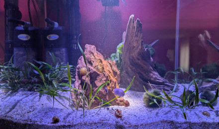 aquarium AMTRA NANOSCAPING 35