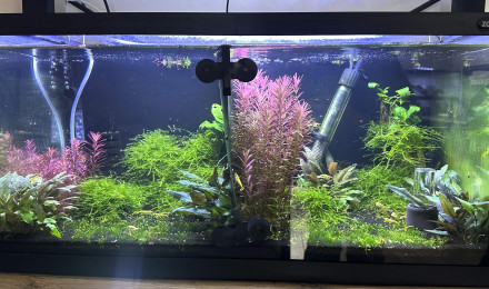aquarium aquarium planté