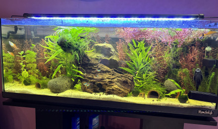 aquarium 150L