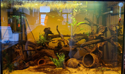 aquarium BlackWater