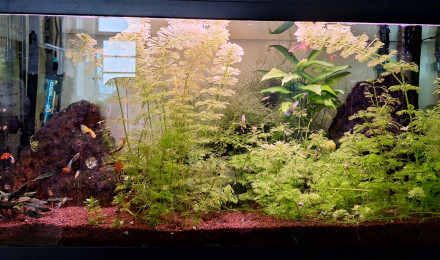aquarium Aquarium 90L