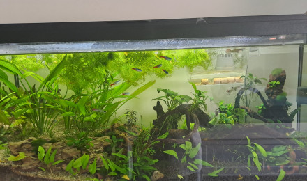 aquarium Aquarium de Clément