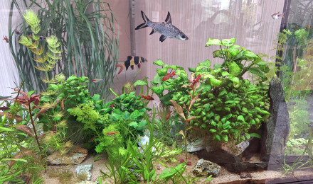 aquarium AquaFuent