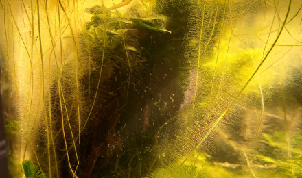 aquarium Pseudo Walstad
