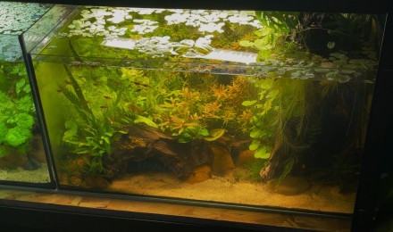 aquarium 65L des maculatus