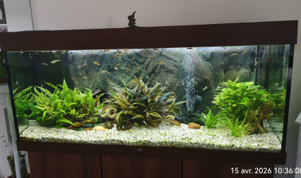 aquarium Pascal