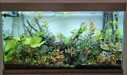 aquarium 200L Amazonien