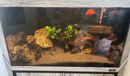aquarium Cichlidées africains