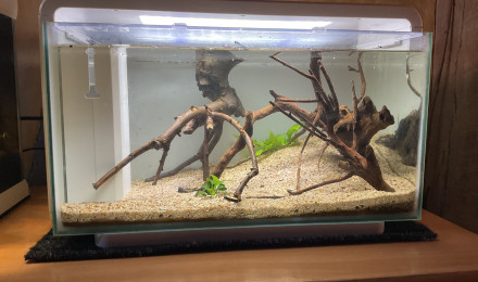 aquarium Aquarium rive betta