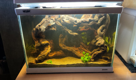 aquarium Aquarium killis