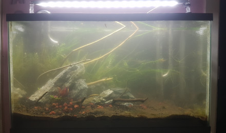 aquarium 40L- ancien iwagumi