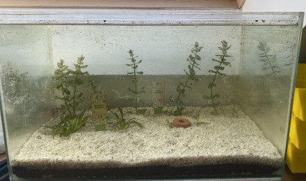 aquarium 34L à plantes