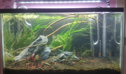 aquarium 40L- ancien iwagumi