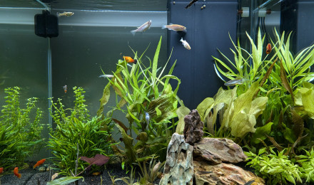aquarium CIANO EMOTION PRO 60