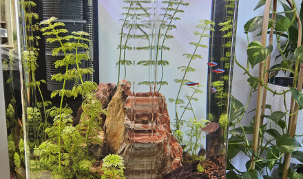 aquarium Octogone