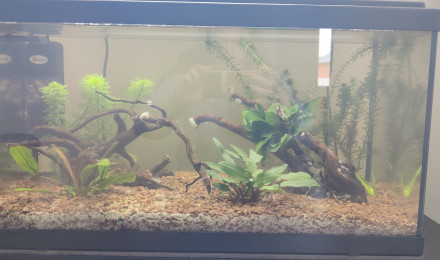 aquarium Aquarium 2