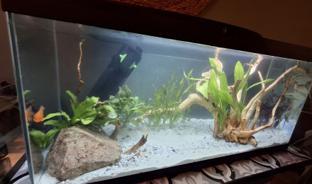 aquarium Aqua