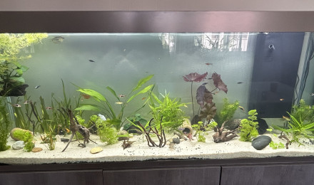 aquarium 300 litres