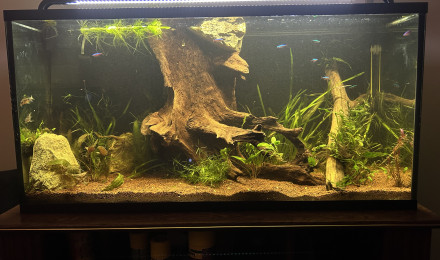 aquarium Bac 1