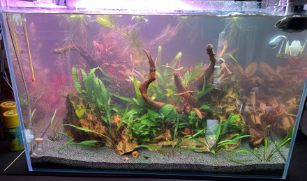 aquarium superfish 90